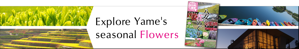 Explore Yame's seasonal flowers