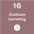 16. Kiwifruits harvesting 