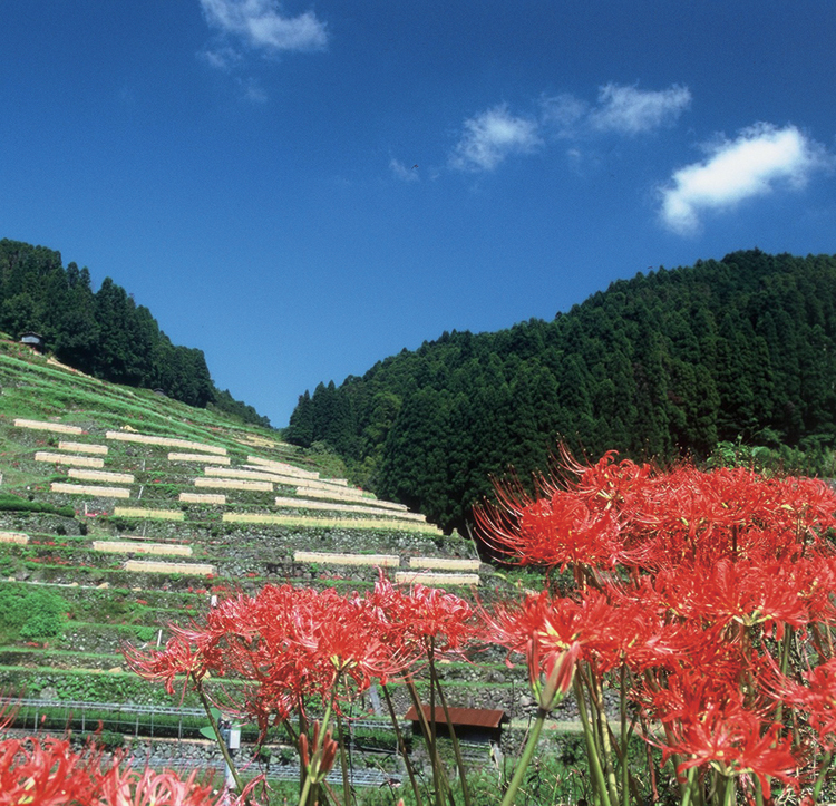 Terraced Rice Paddies of Hirouchi and Uebaru