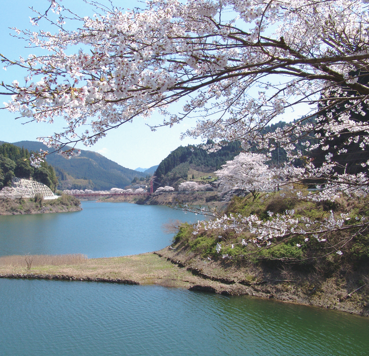 Senbon-Zakura Thousands of Cherry Trees in Hyugami Dam