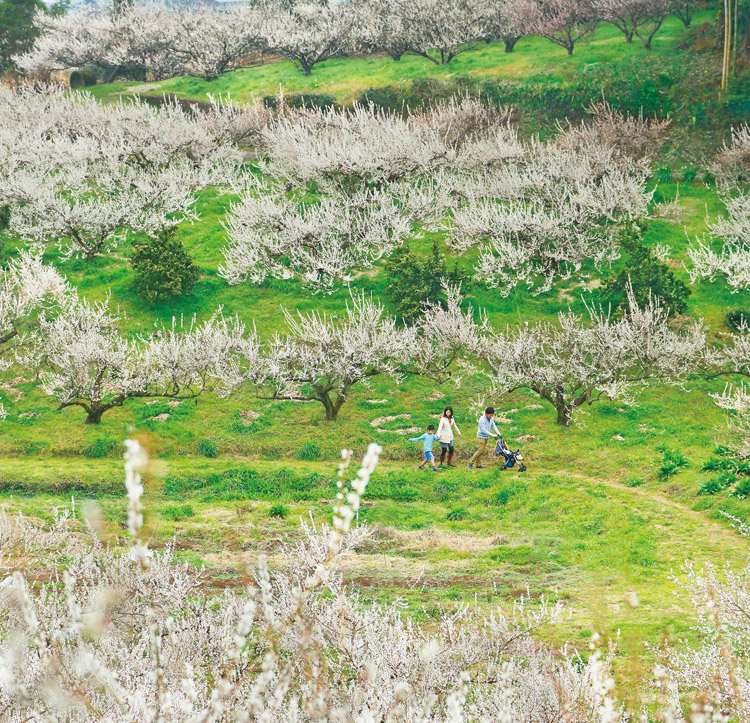 Tanikawa Plum Orchard