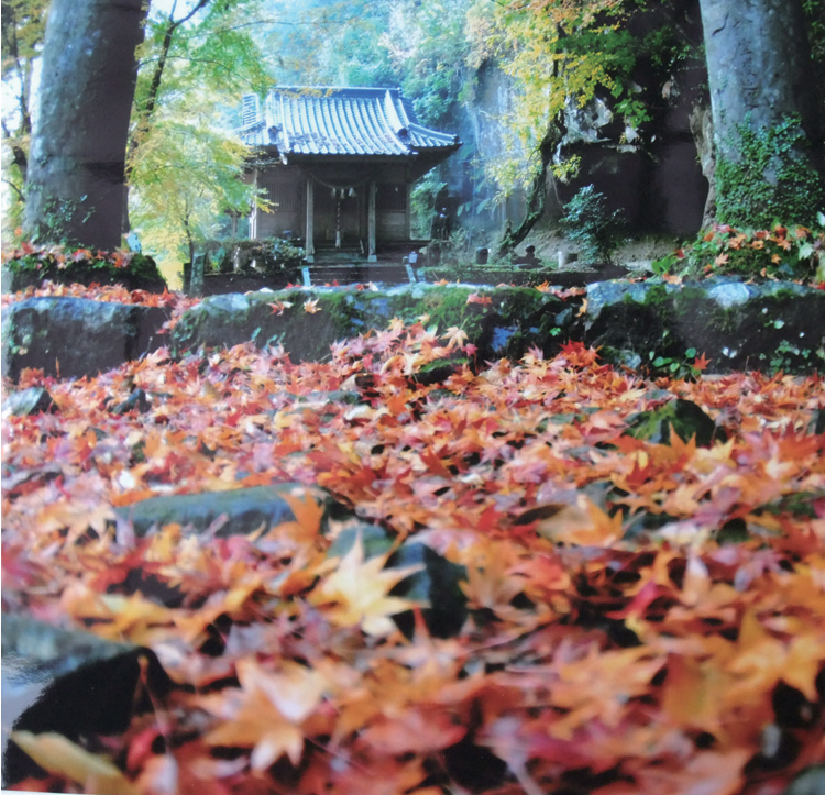 Fall Foliage at Tsuhime Shrine