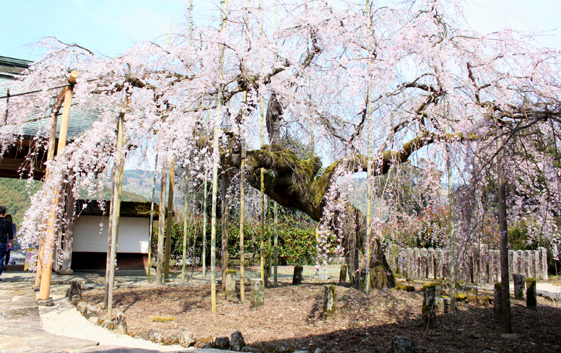 the weeping cherry tree